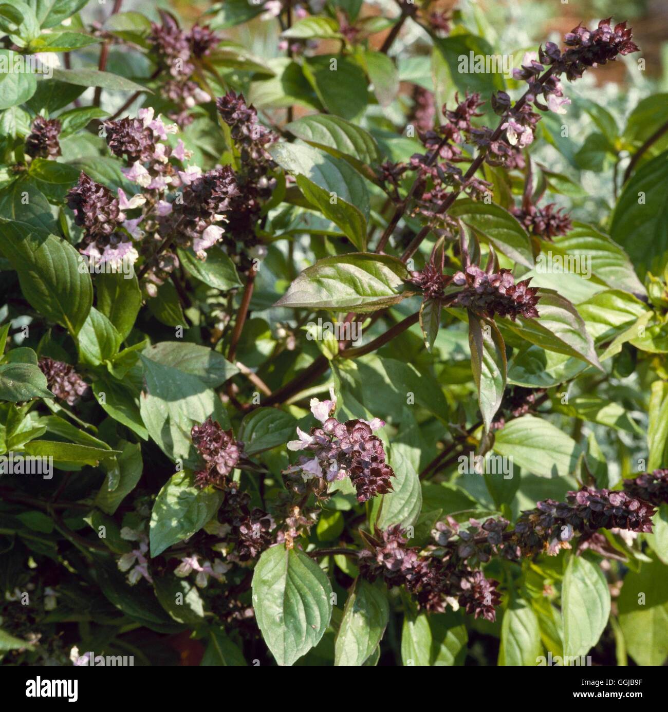 Basil - Cinnamon - (Ocimum basilicum `Cinnamon')   HER060187 Stock Photo